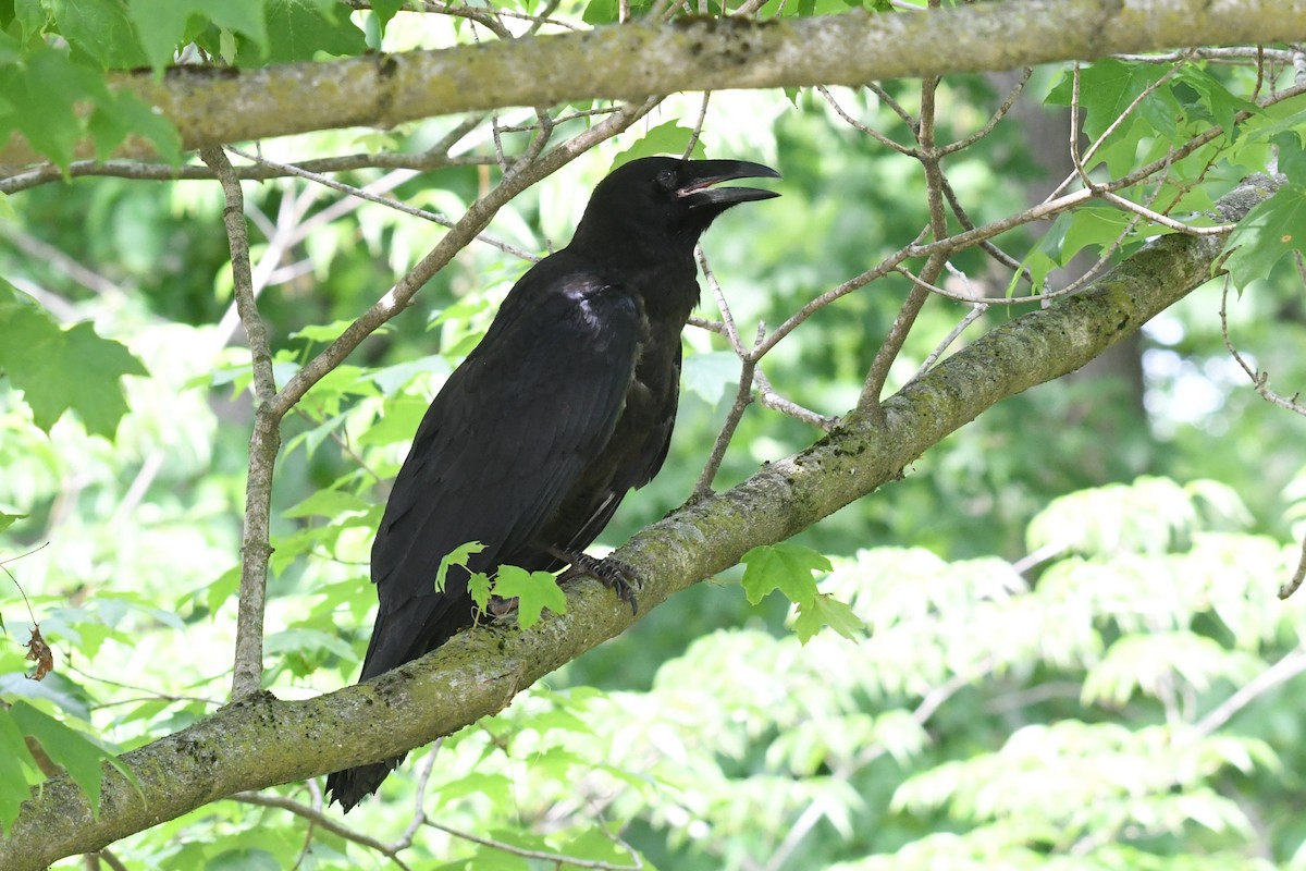Common Raven - ML659272967