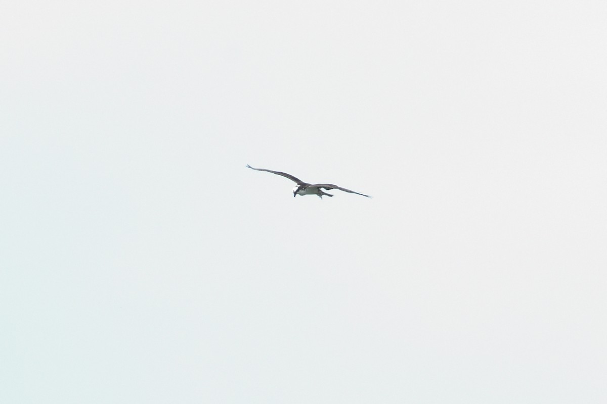 Osprey - ML659272977