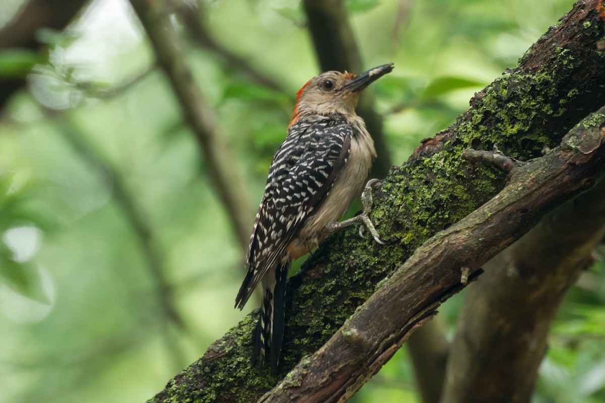 Red-bellied Woodpecker - ML659273101