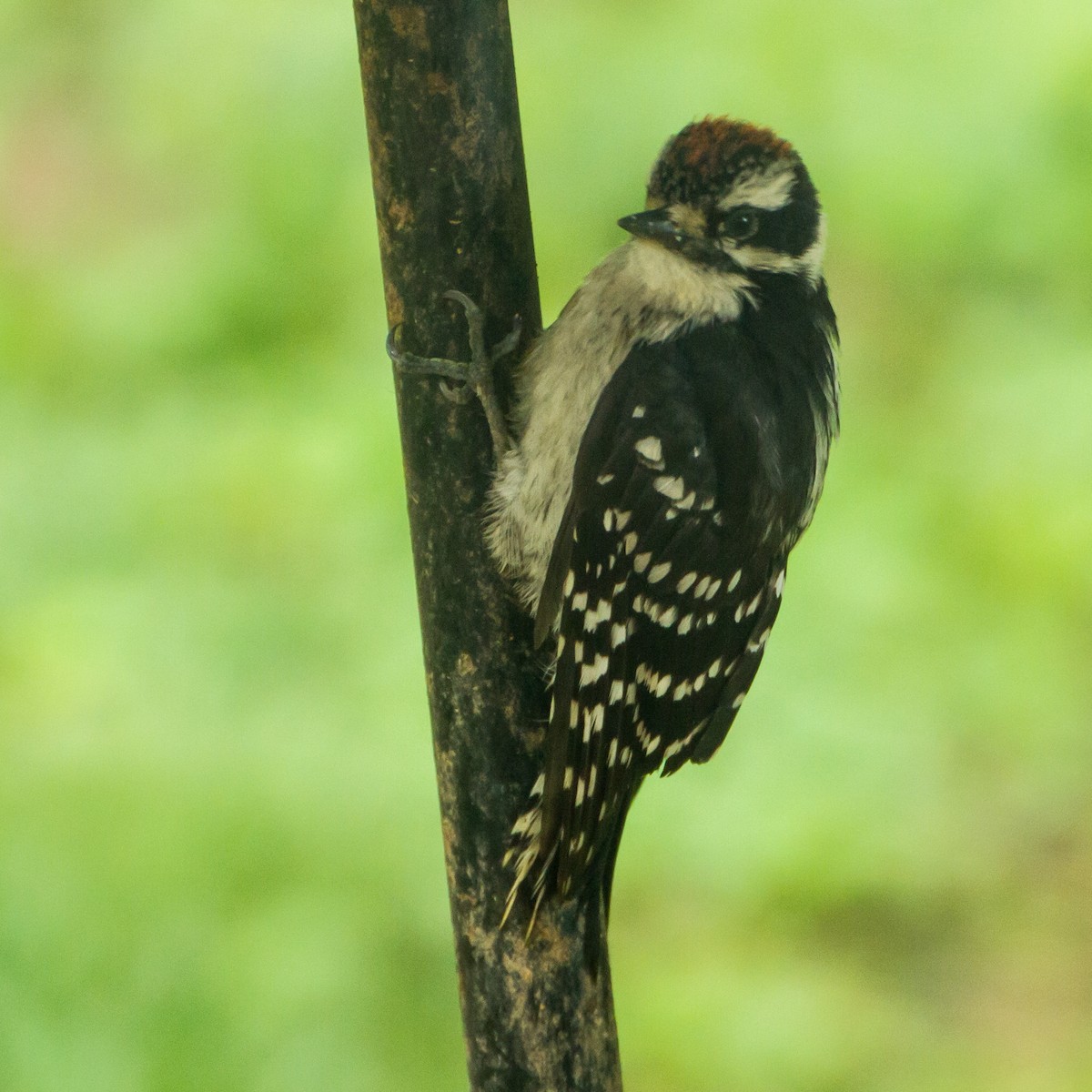 Downy Woodpecker - ML659273121