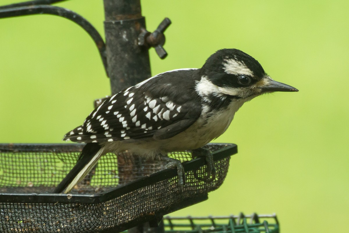 Hairy Woodpecker - ML659273137