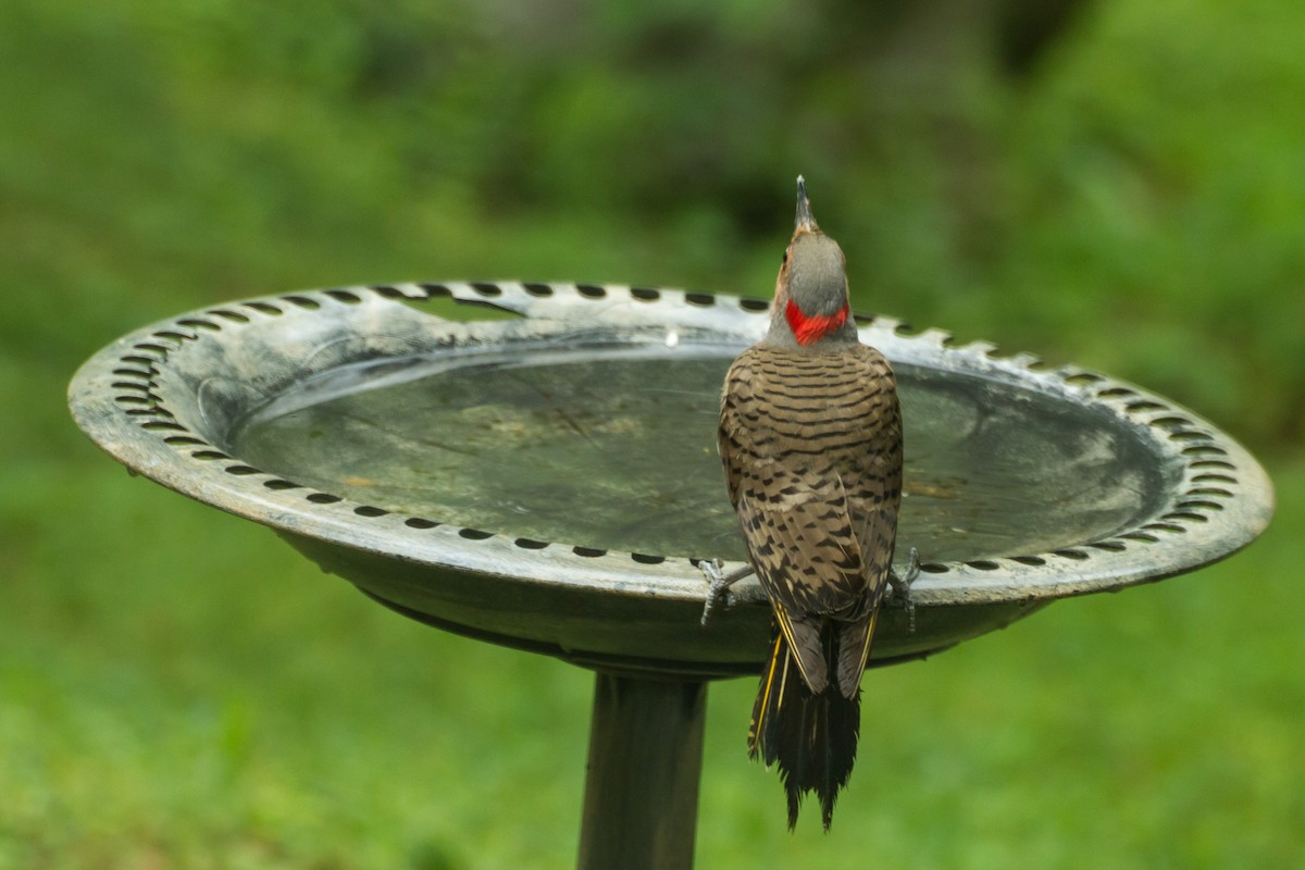 Northern Flicker - ML659273161
