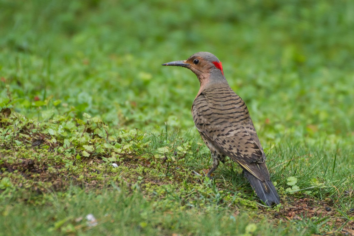 Northern Flicker - ML659273163