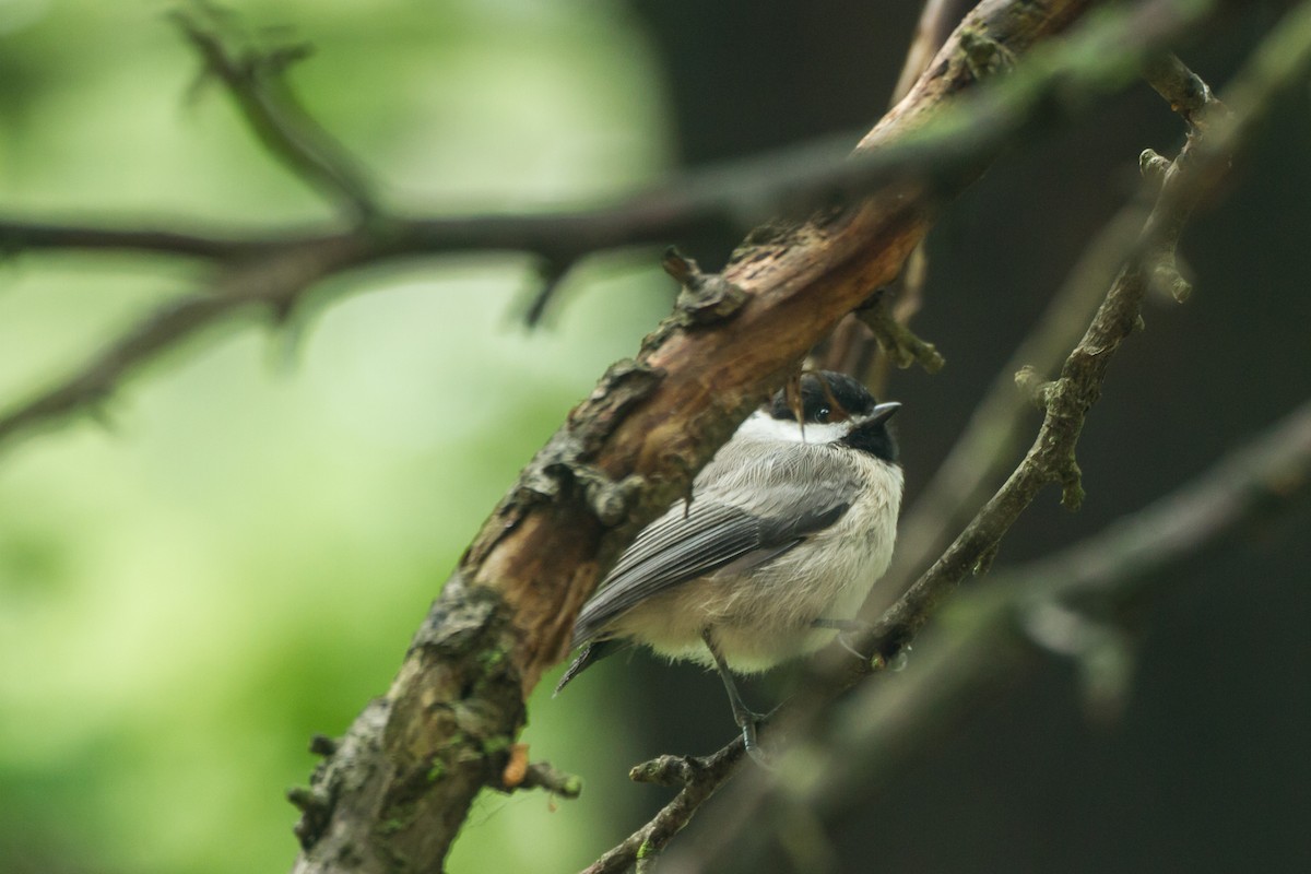 Carolina Chickadee - ML659273196