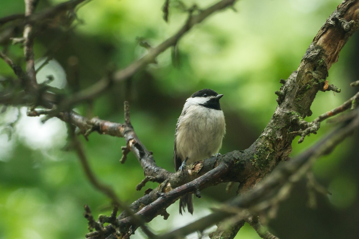 Carolina Chickadee - ML659273198