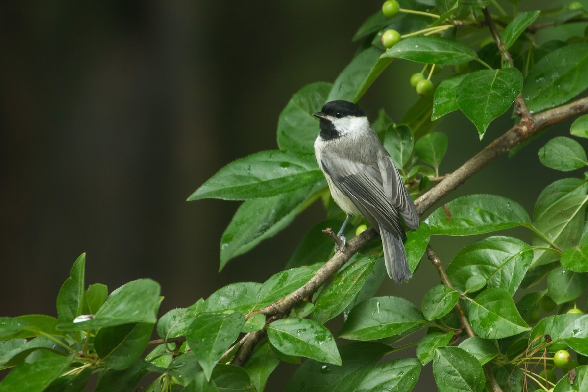 Carolina Chickadee - ML659273199