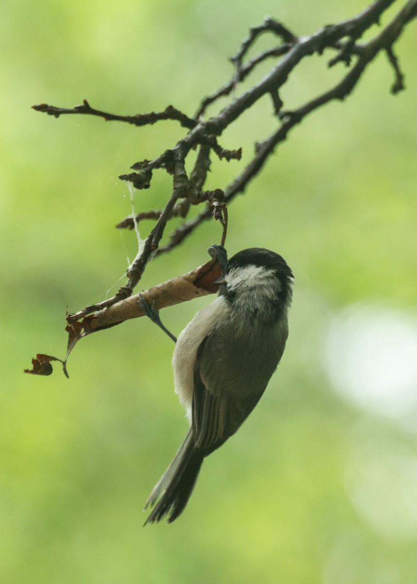 Carolina Chickadee - ML659273220
