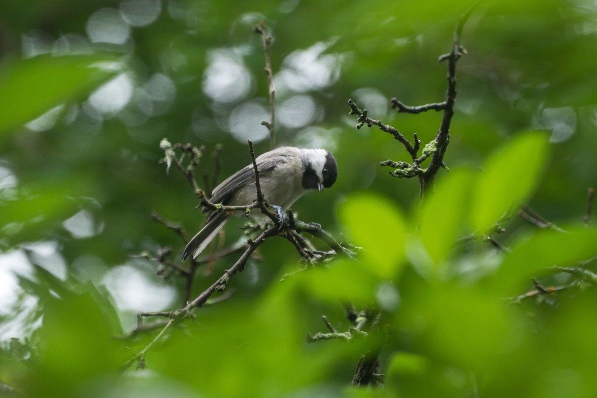 Carolina Chickadee - ML659273221