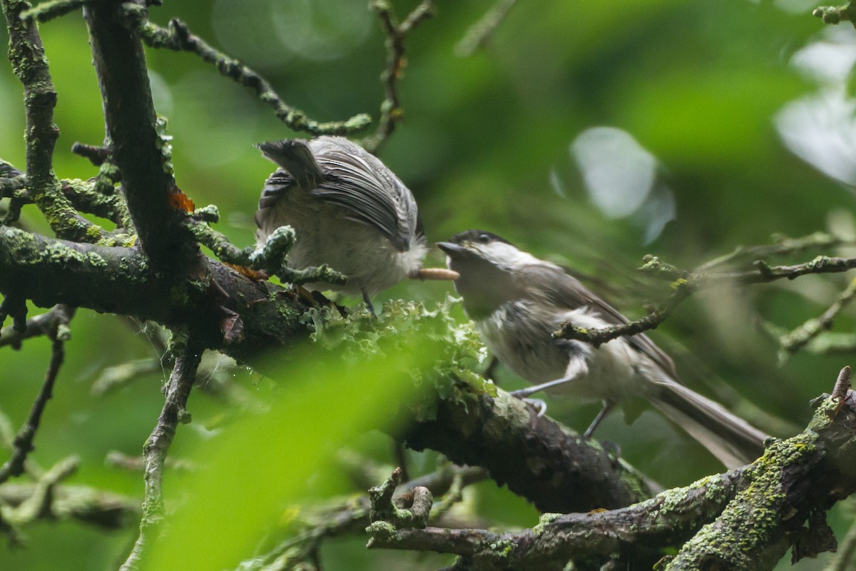 Carolina Chickadee - ML659273238