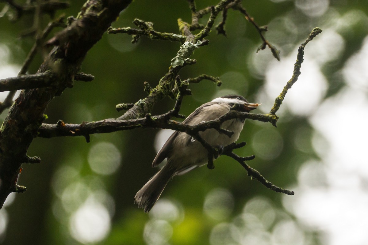 Carolina Chickadee - ML659273257