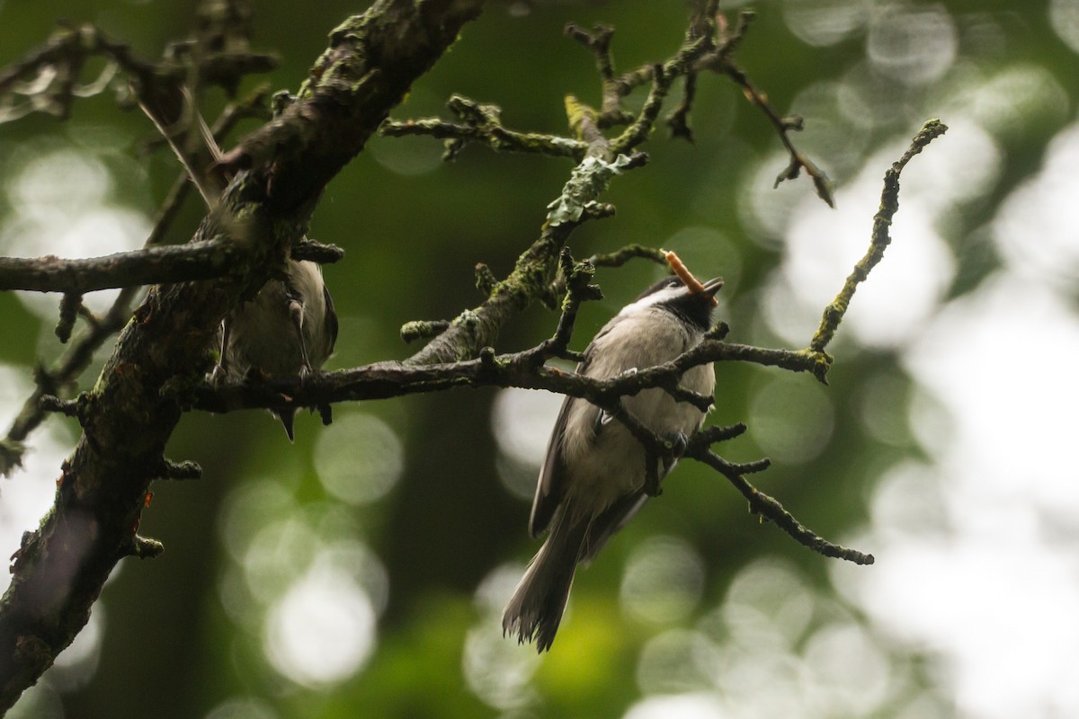 Carolina Chickadee - ML659273258