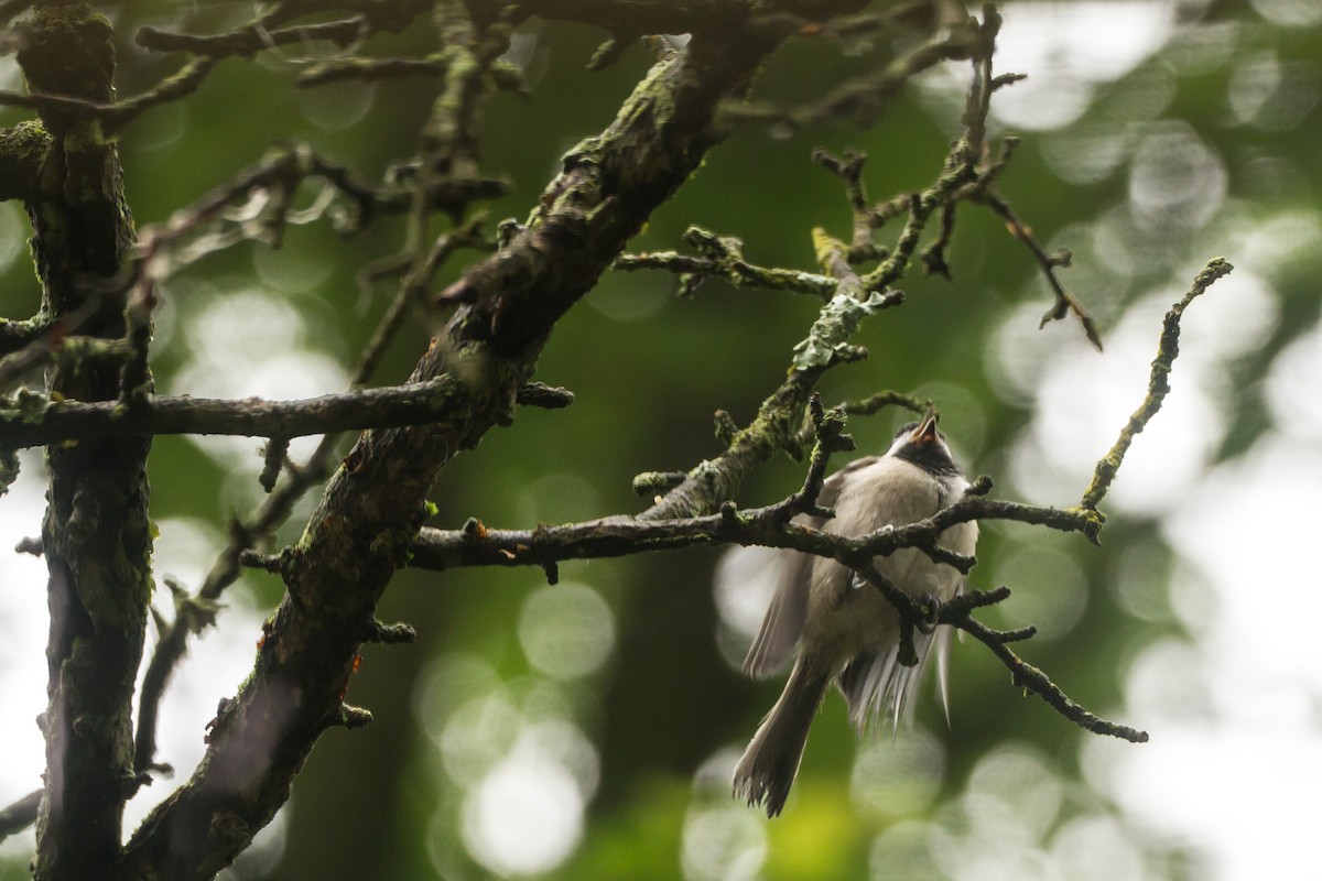 Carolina Chickadee - ML659273259