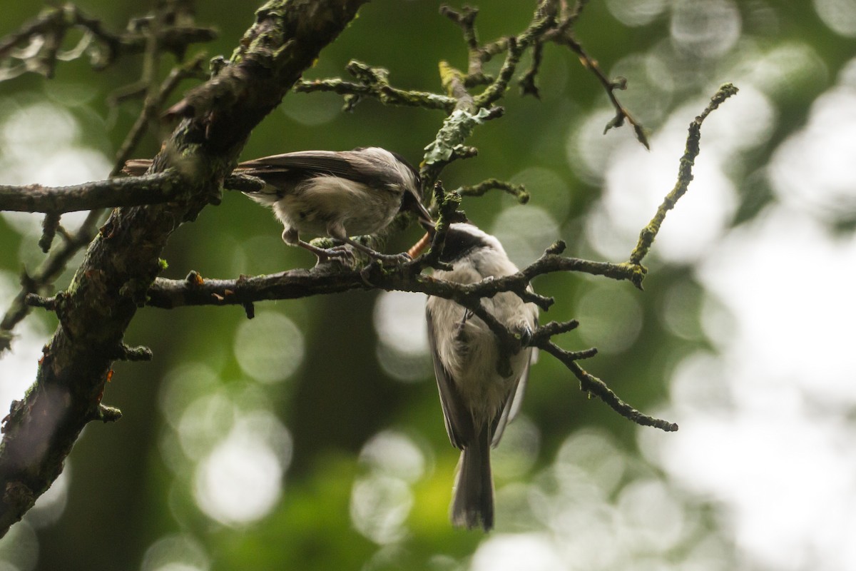 Carolina Chickadee - ML659273260