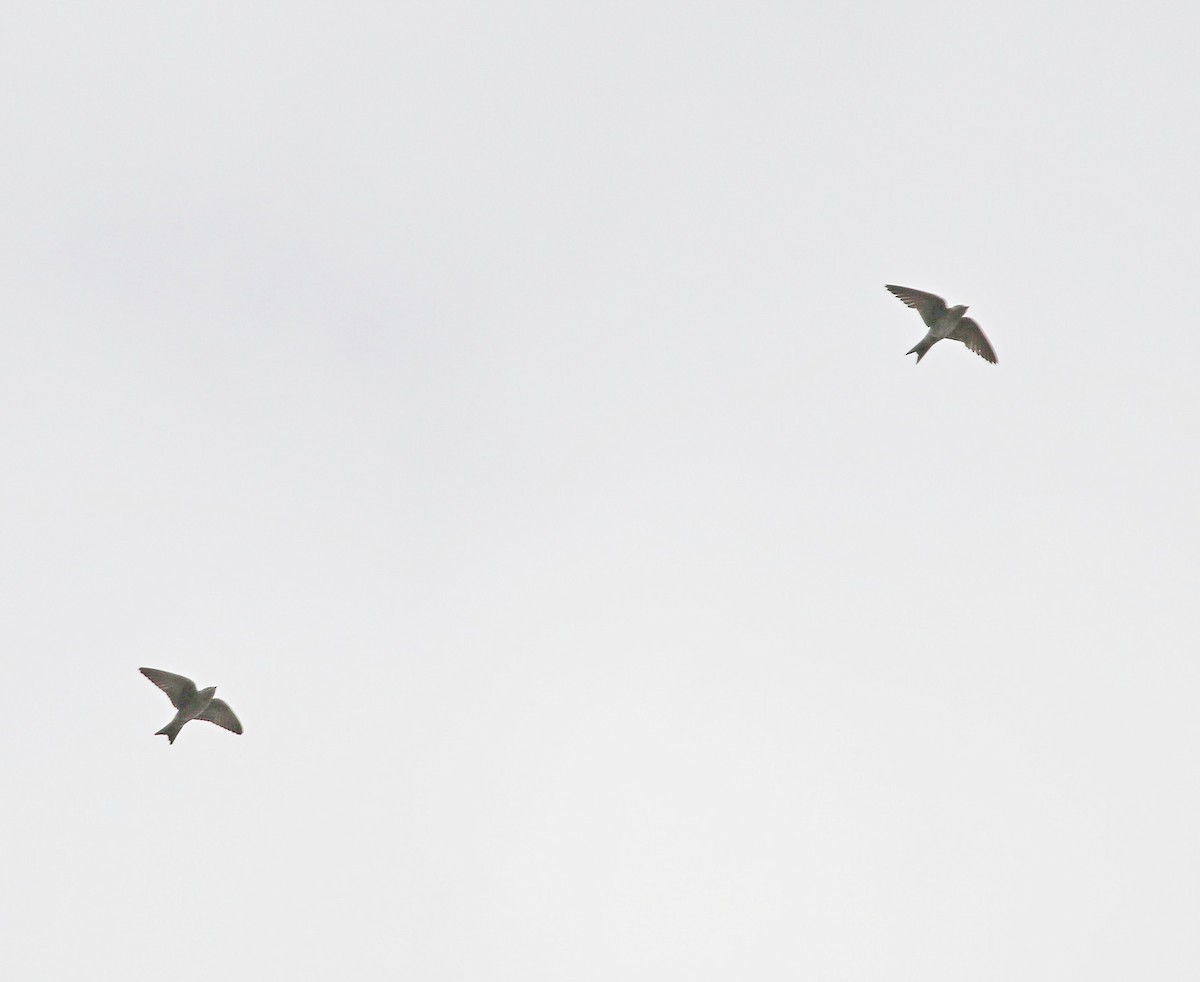 Southern Martin - ML659273264