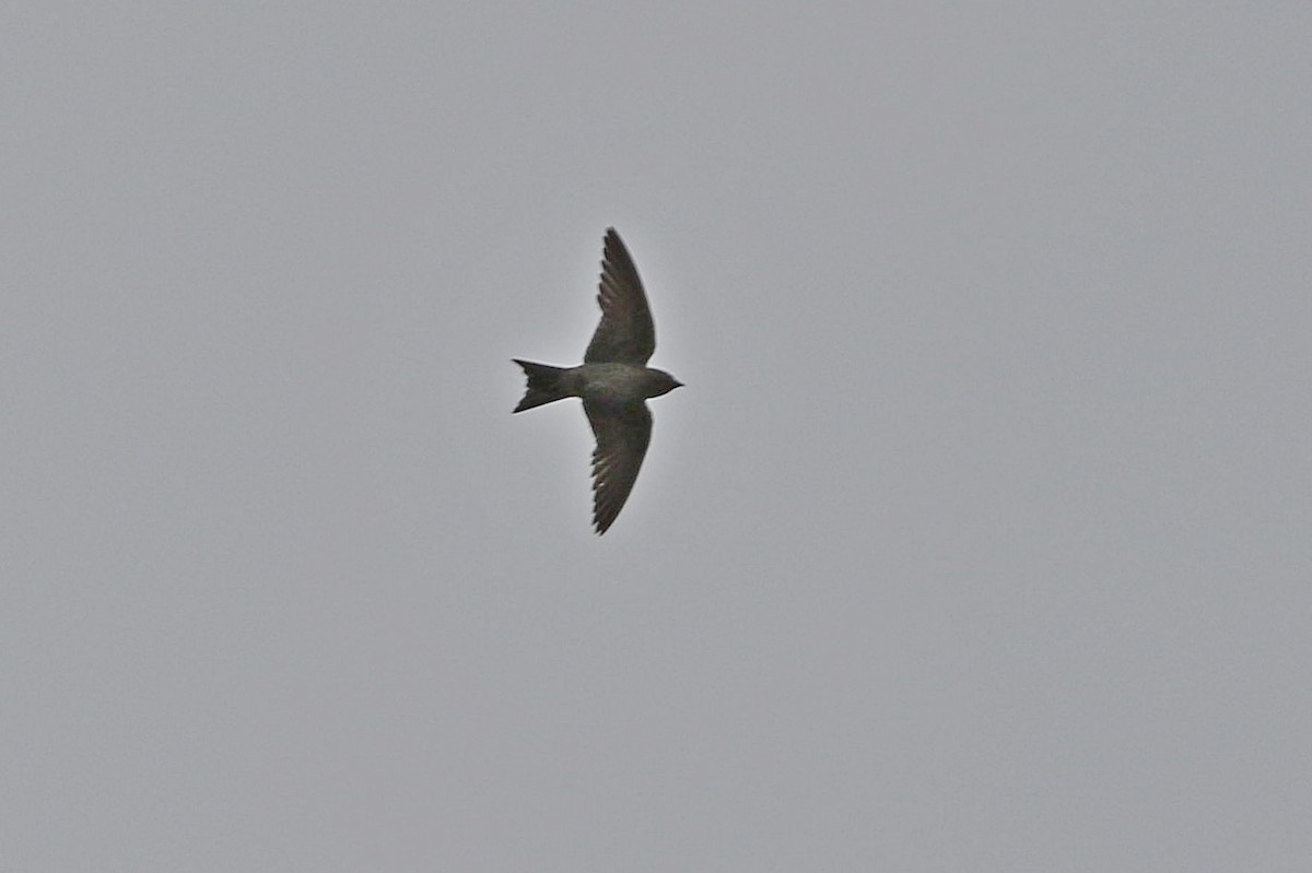 Southern Martin - ML659273265