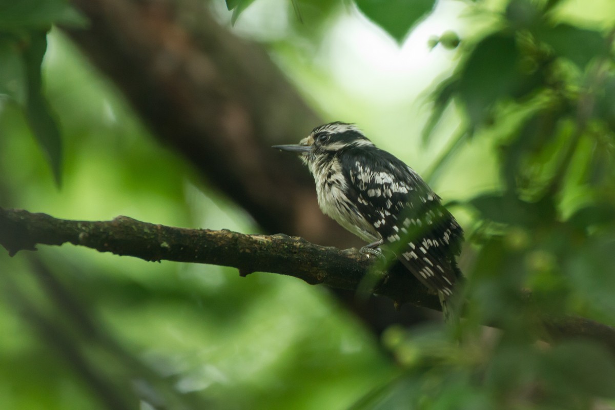 Downy Woodpecker - ML659273280