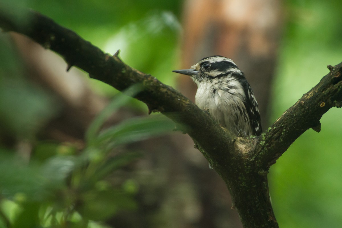 Downy Woodpecker - ML659273281