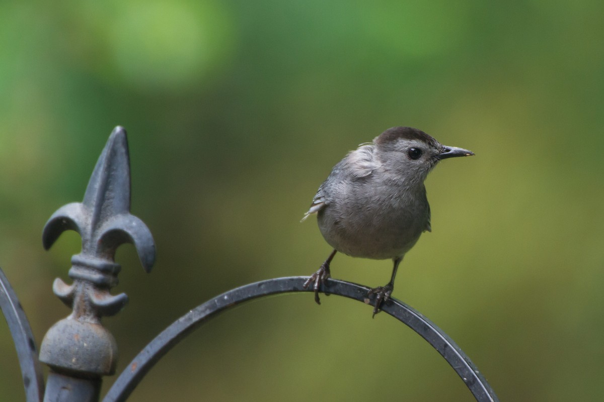 Gray Catbird - ML659273310