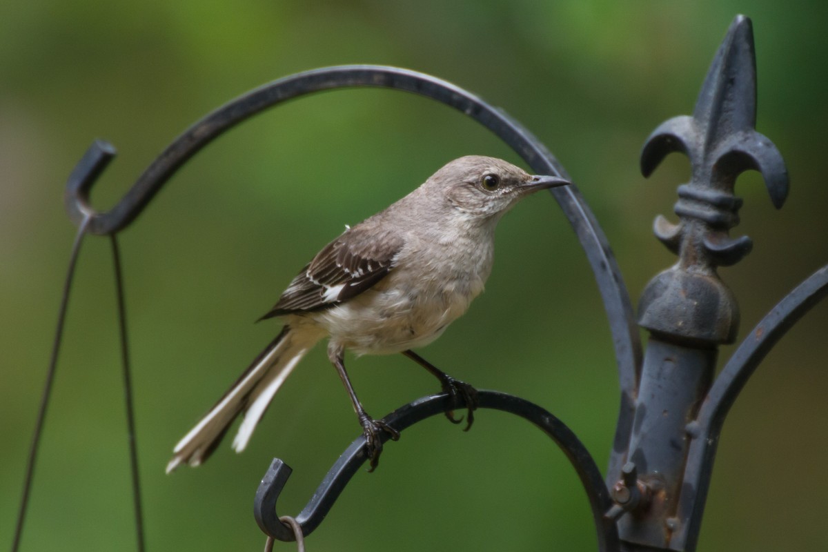 Northern Mockingbird - ML659273320