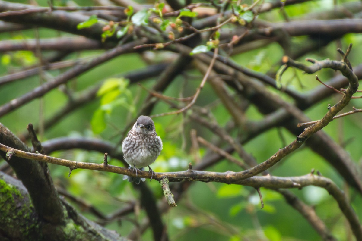 Eastern Bluebird - ML659273334