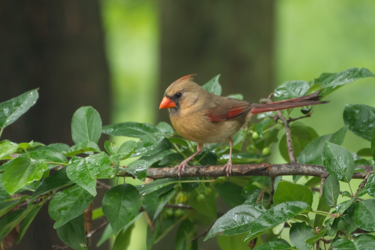 Northern Cardinal - ML659273413