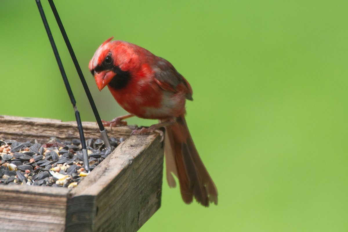 Northern Cardinal - ML659273424