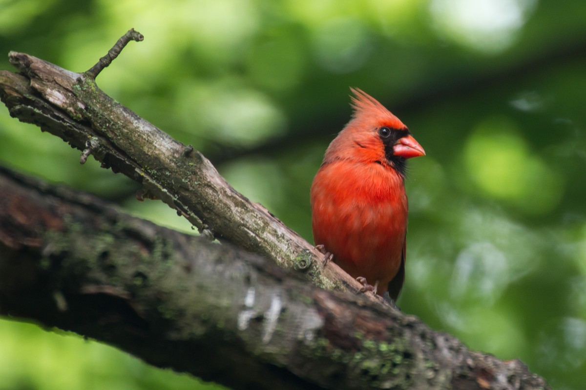 Northern Cardinal - ML659273645