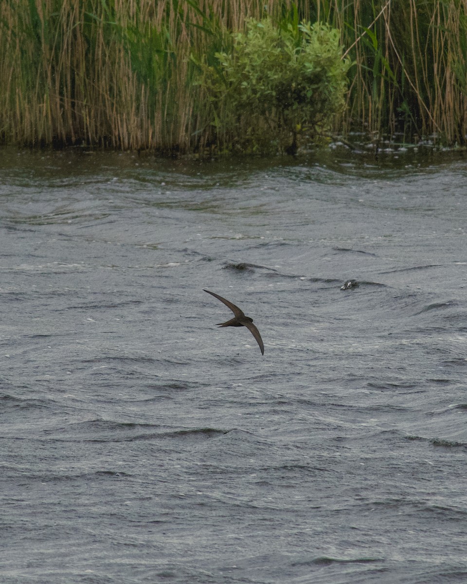 Common Swift - ML659274222