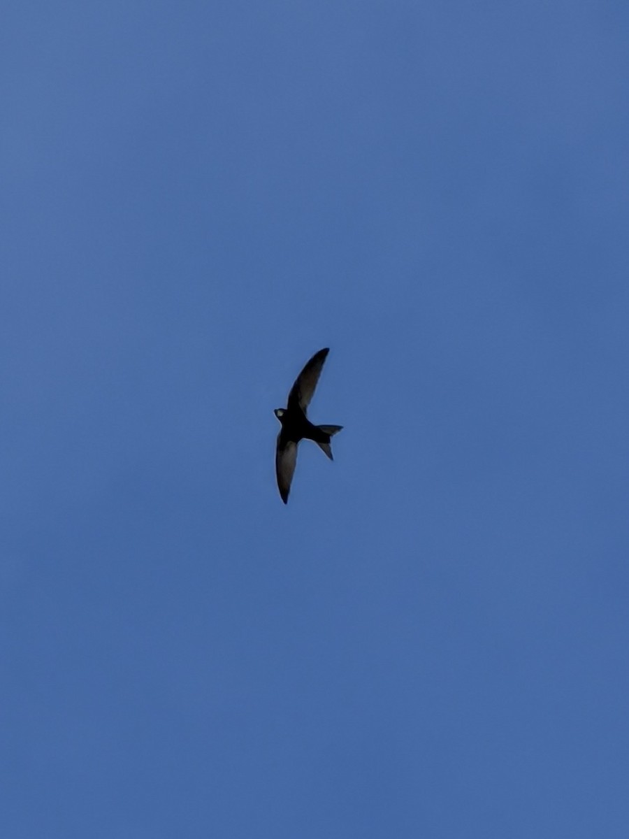 Common Swift - ML659274304