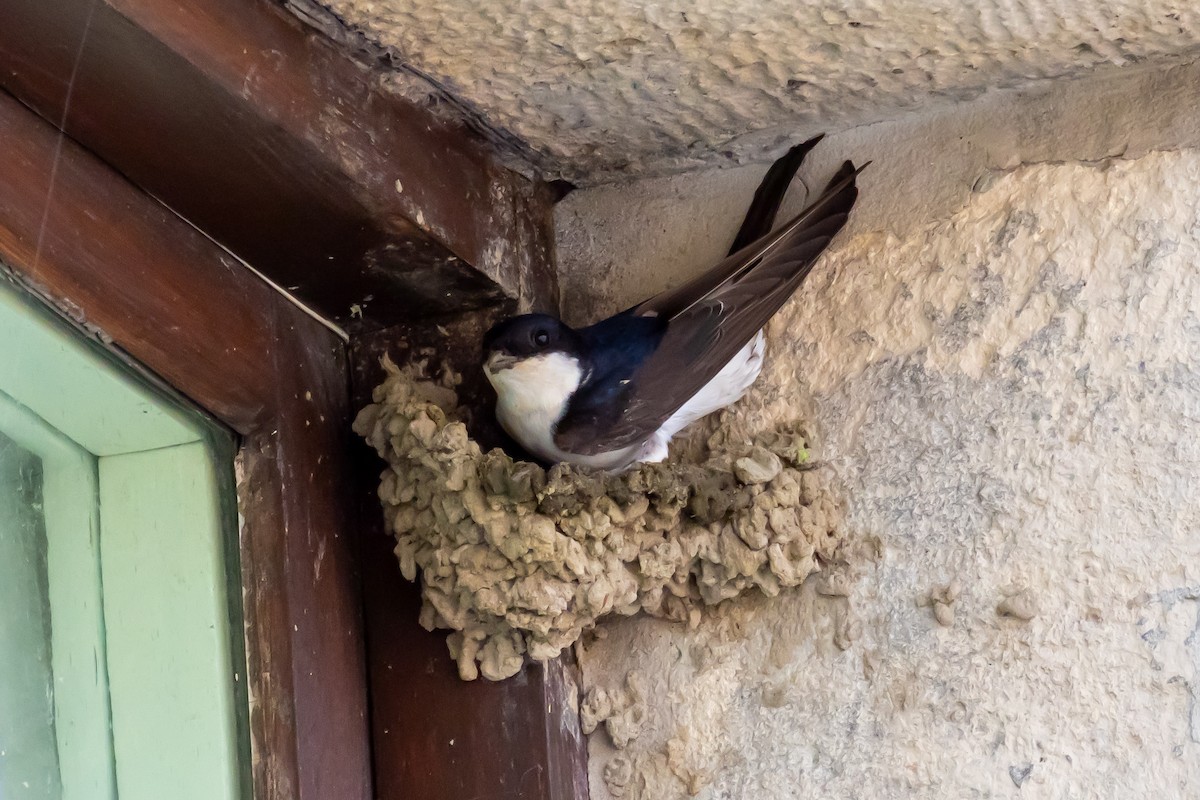 Common Swift - ML659274464