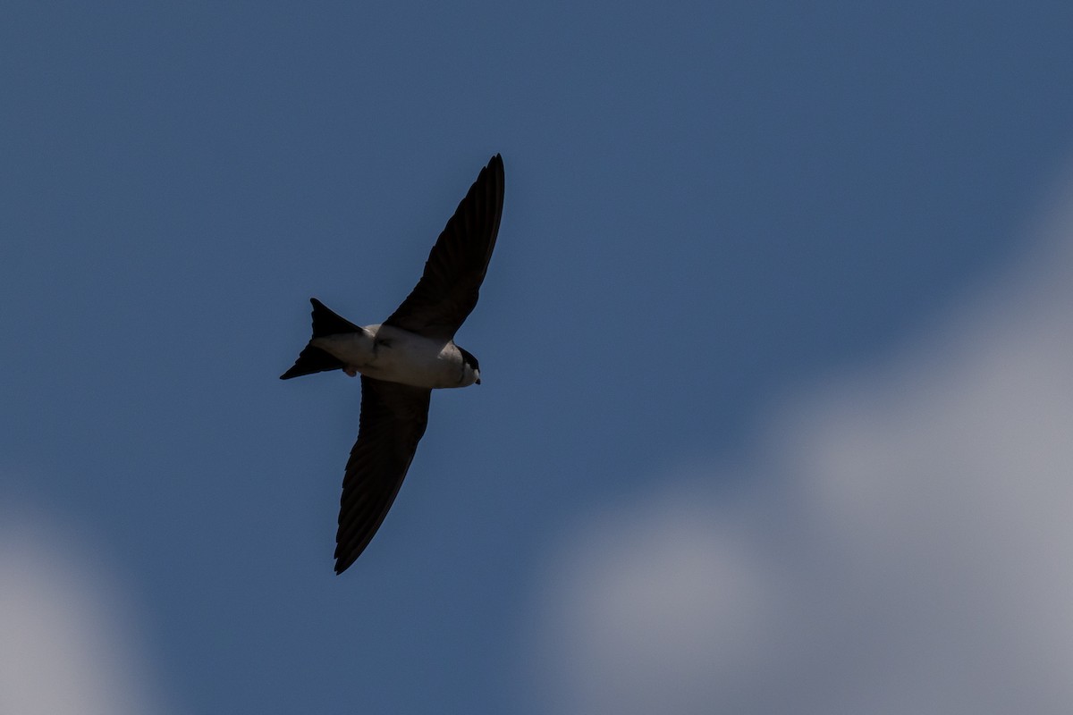Common Swift - ML659274465