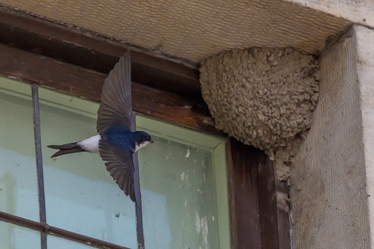 Common Swift - ML659274466