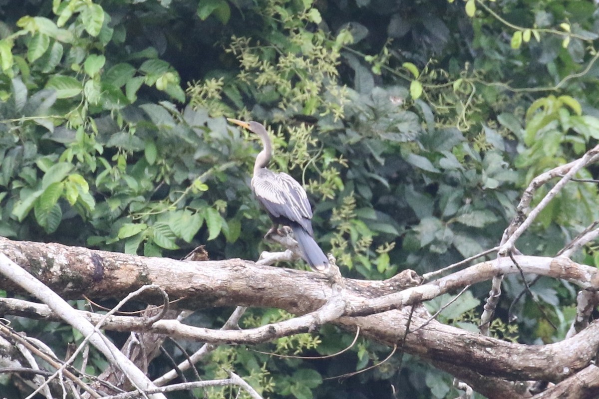Anhinga - ML659274597