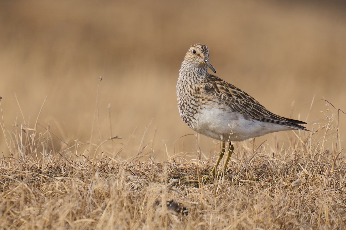 Pectoral Sandpiper - ML659275178