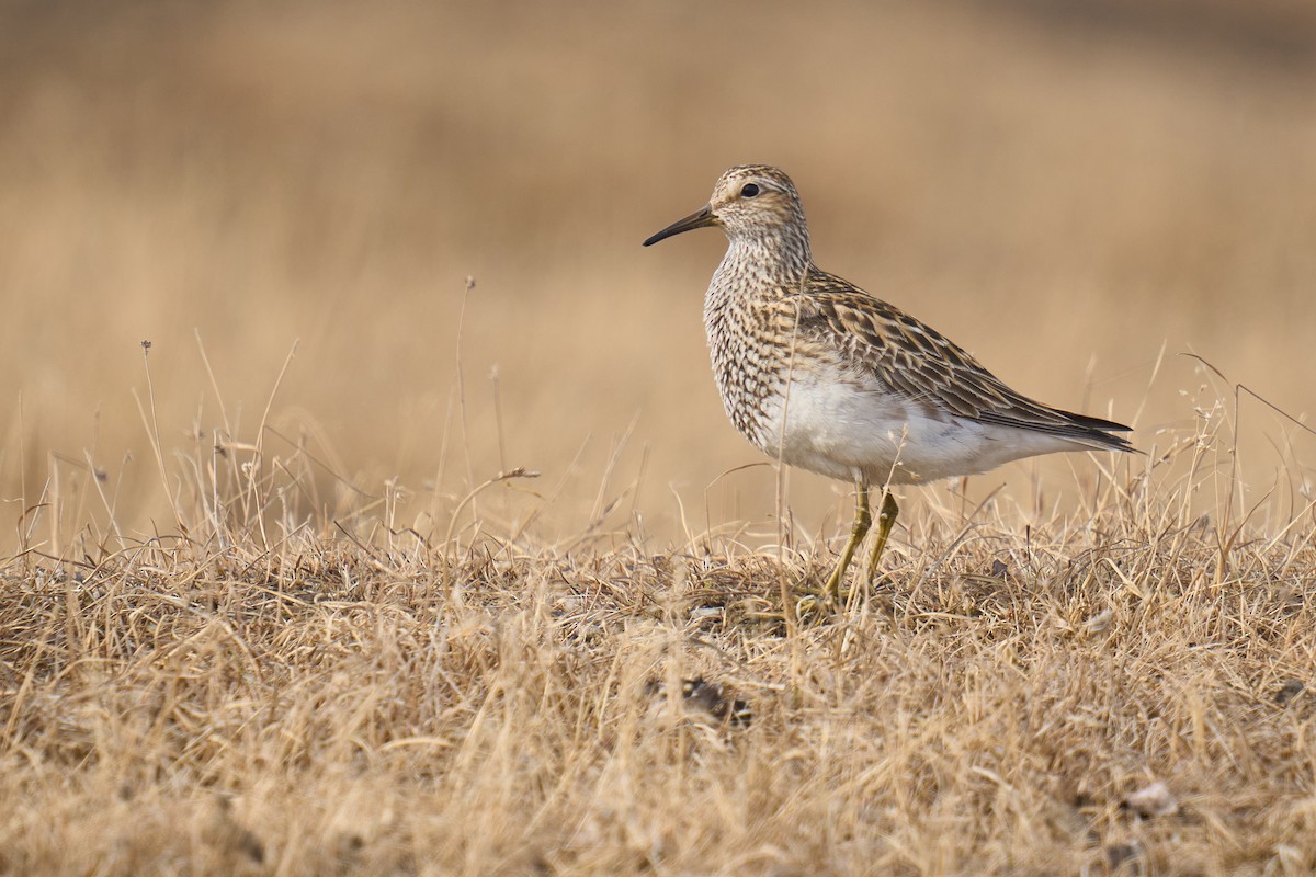 Pectoral Sandpiper - ML659275179