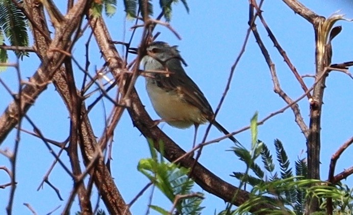 Tawny-flanked Prinia - ML659275621