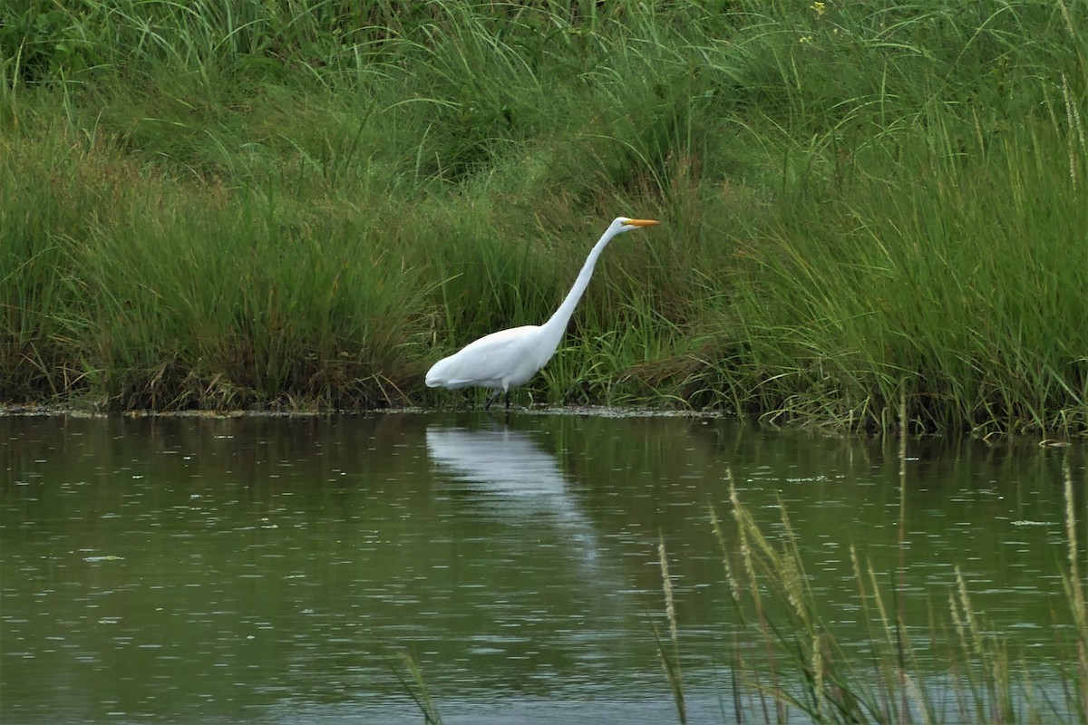 Great Egret - Mimmi Henriksen