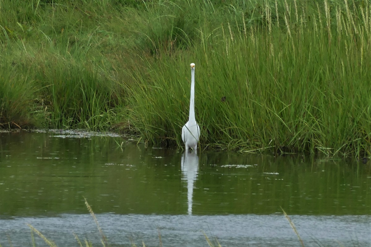 Great Egret - ML65927661