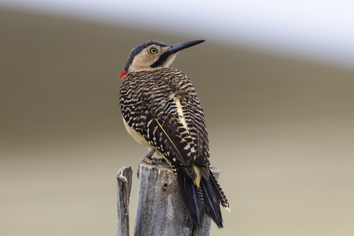 Andean Flicker - ML659276834