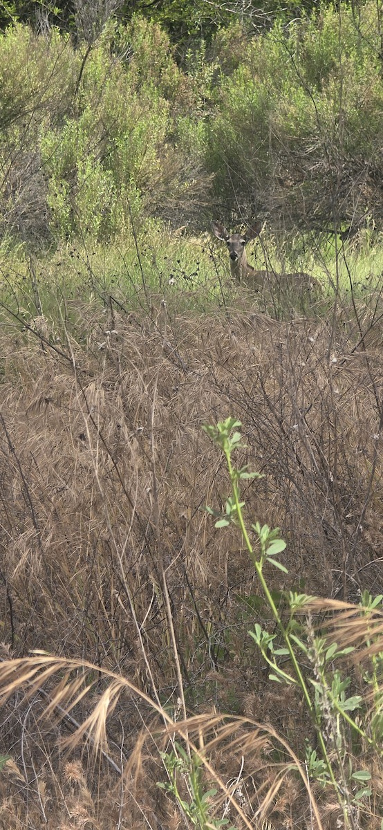 White-tailed Deer - ML659277536