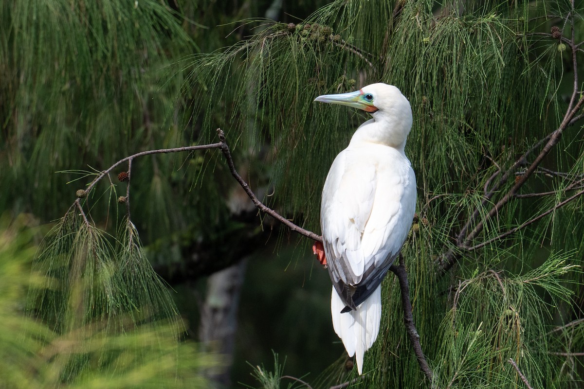 Red-footed Booby - ML659277552