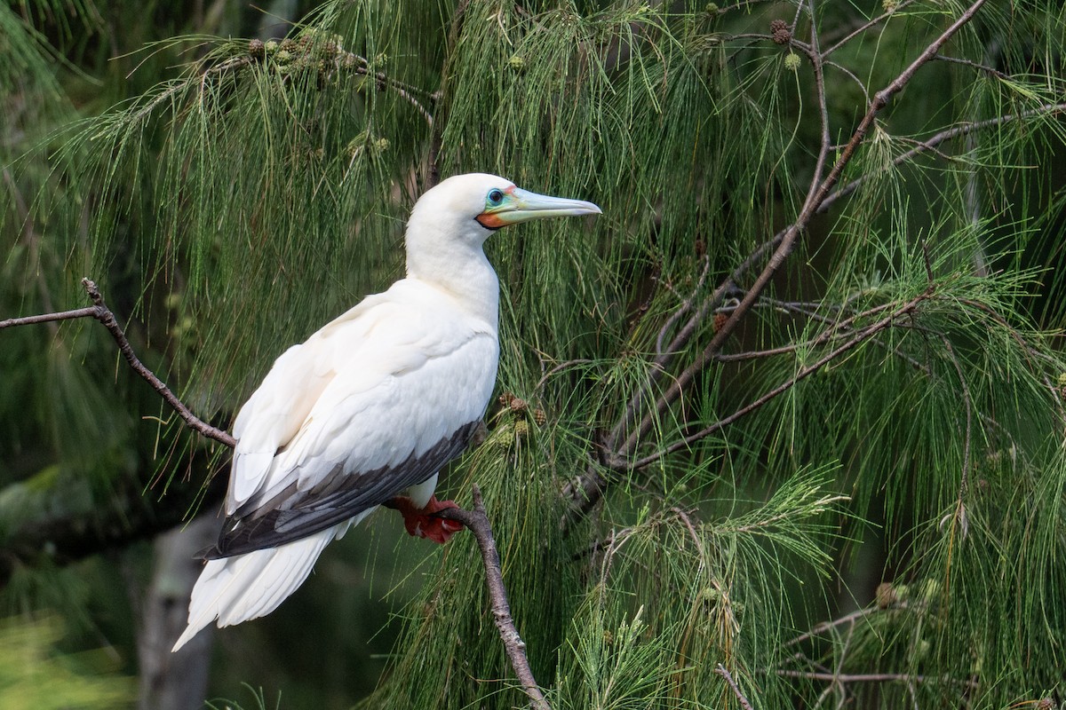 Red-footed Booby - ML659277553