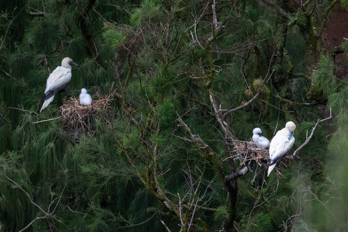 Red-footed Booby - ML659277560