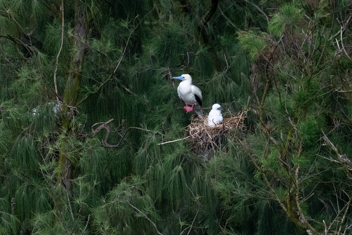 Red-footed Booby - ML659277565