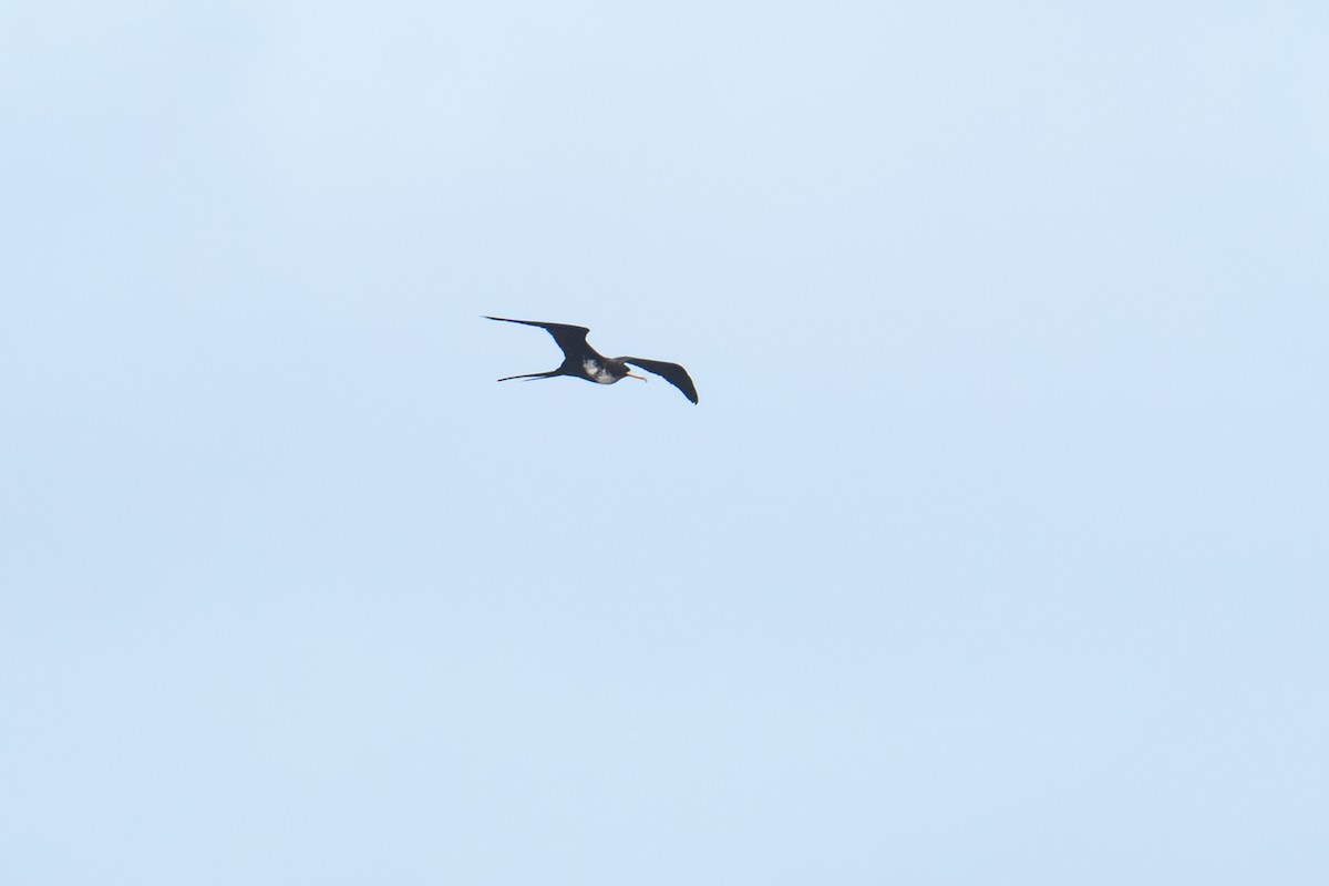 Great Frigatebird - ML659277584