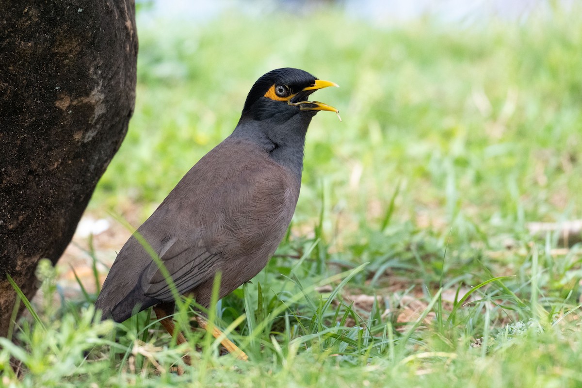 Common Myna - ML659277593