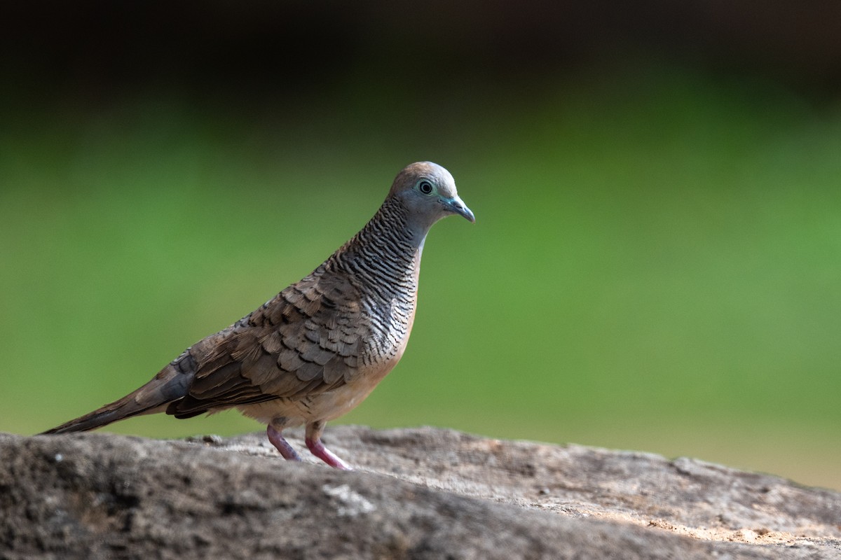 Zebra Dove - ML659277623