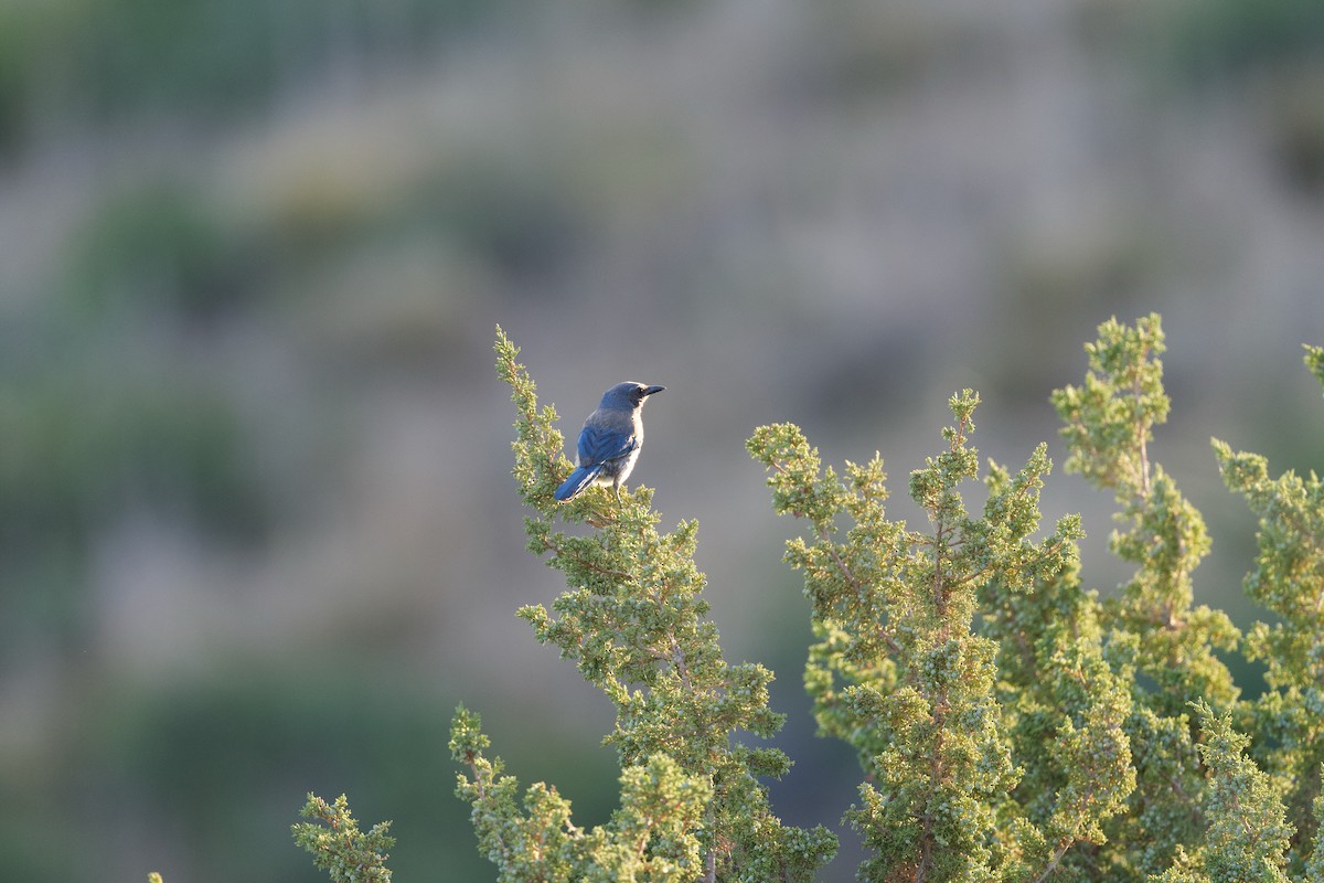 Woodhouse's Scrub-Jay (Woodhouse's) - ML659277743