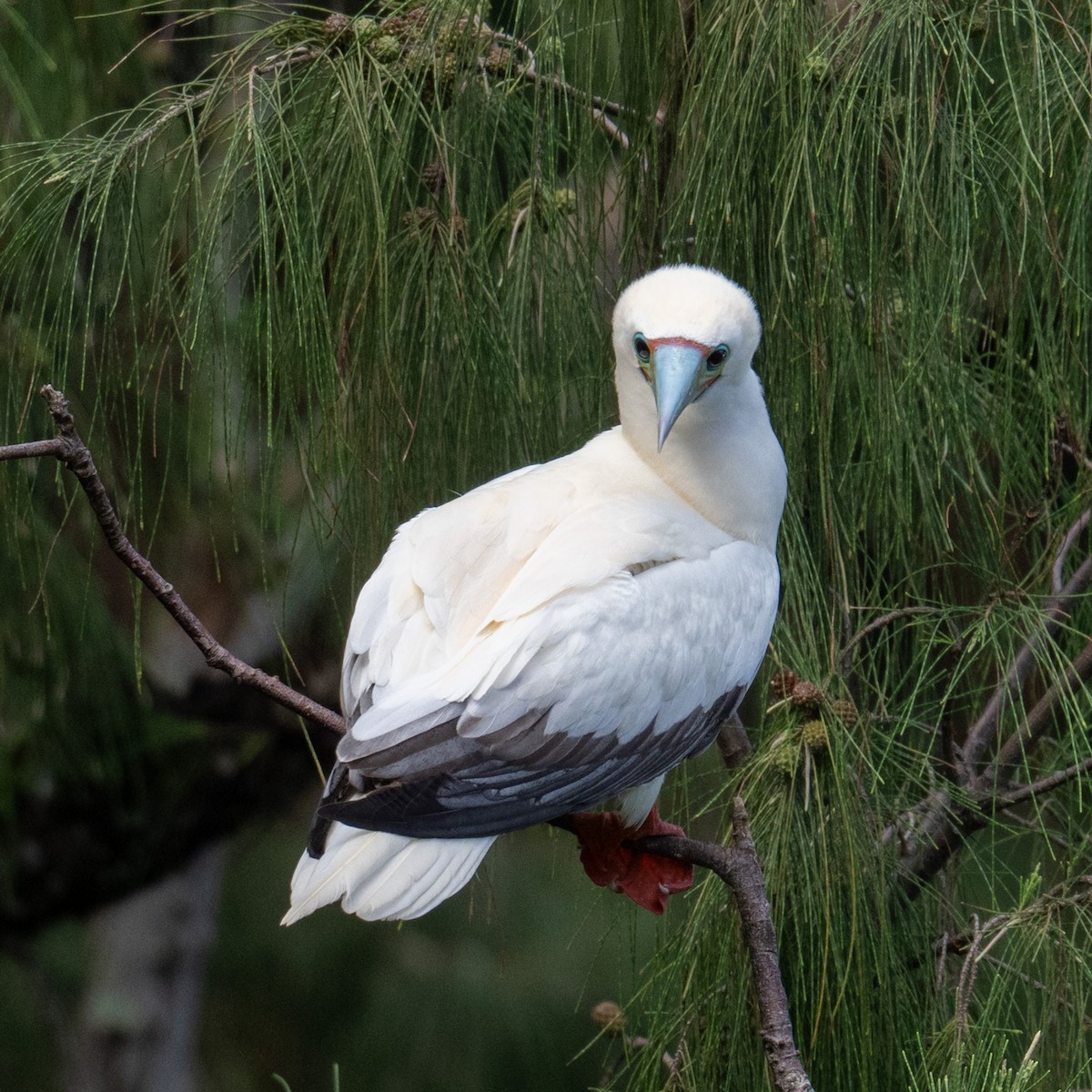 Red-footed Booby - ML659277751