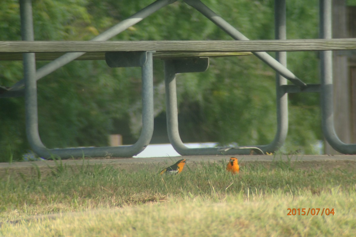 Bullock's Oriole - ML659277796